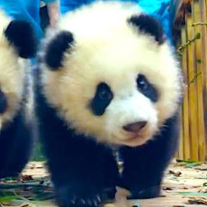 Meet your Posher, Hyla